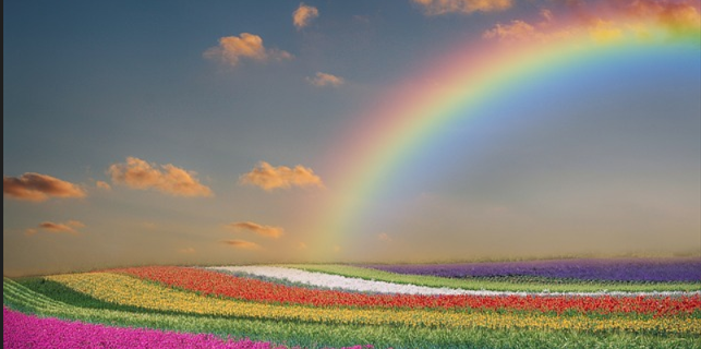 虹と花畑